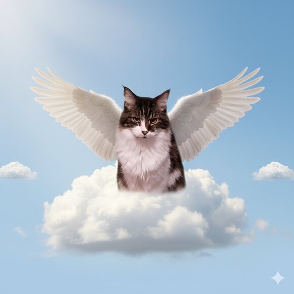 Meet your Posher, Isidore - Picture 4 of 5